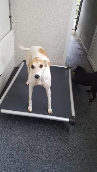 received 1517293755028889