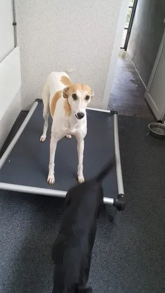 received 1517293765028888