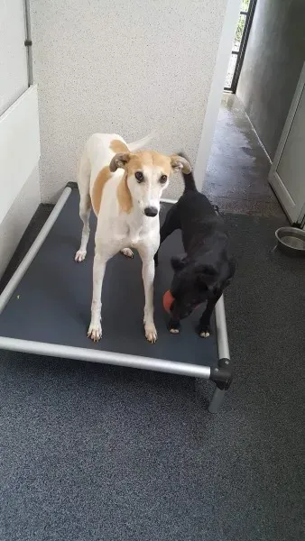 received 1517293768362221