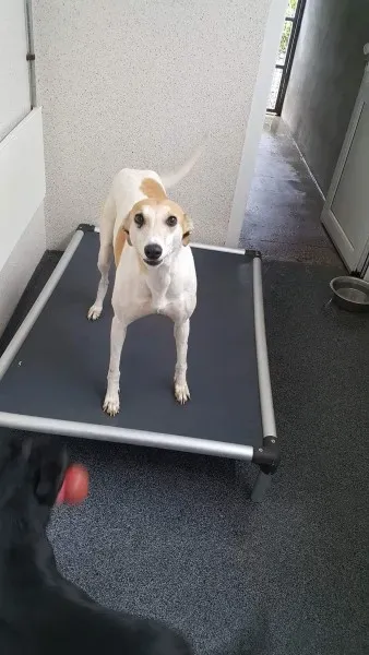 received 1517293771695554