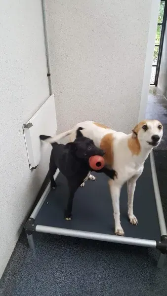 received 1517293775028887