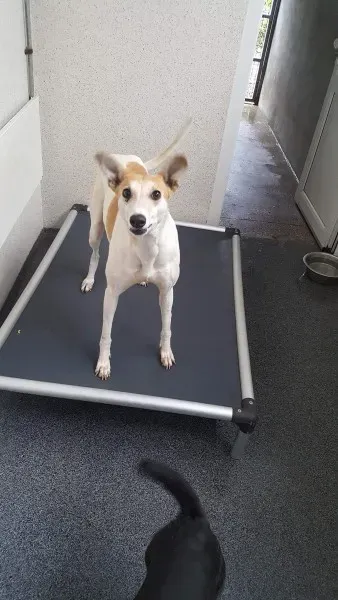 received 1517293778362220