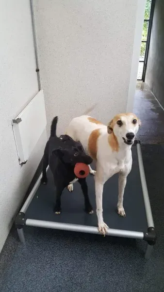 received 1517293785028886