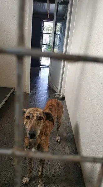 received 1517863254971939