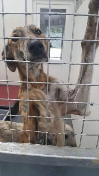 received 1530155877076010