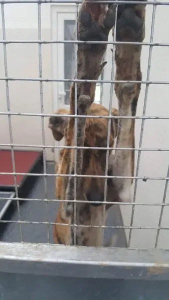 received 1530156007075997