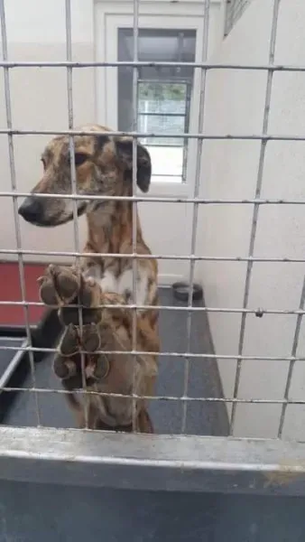 received 1530156090409322