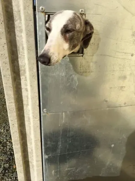 received 1530455260379405