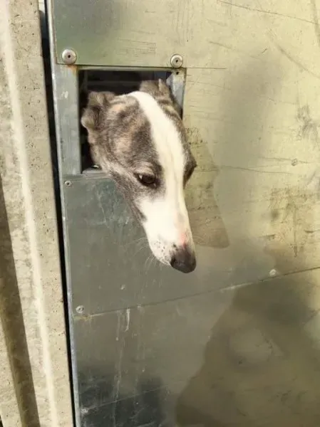 received 1530455287046069