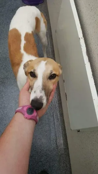 received 1531031053655159