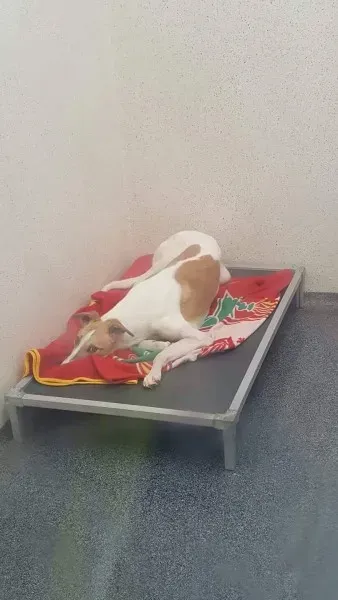 received 1531389406952657