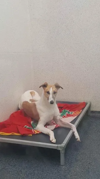 received 1531389456952652