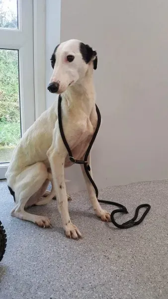 received 1540669706024627