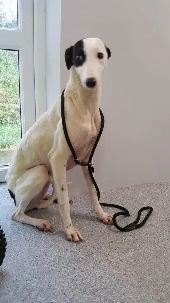 received 1540669782691286