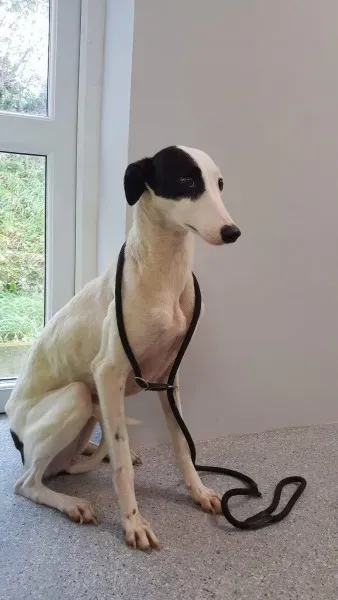 received 1540669856024612