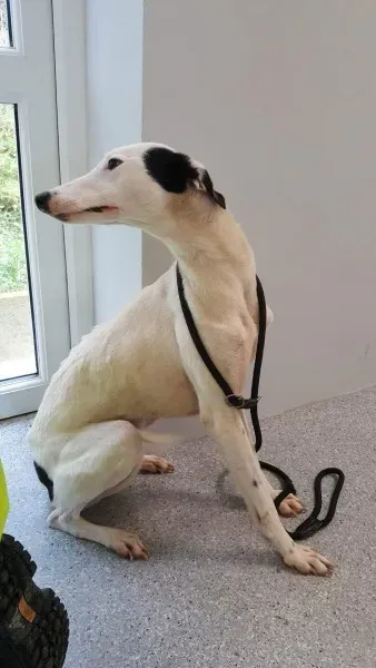 received 1540670252691239