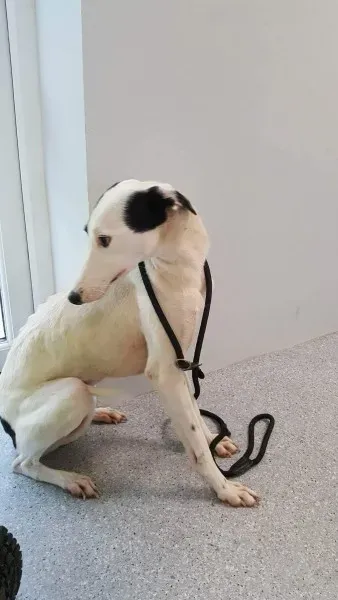 received 1540670302691234