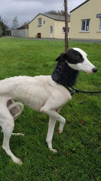 received 1540704286021169