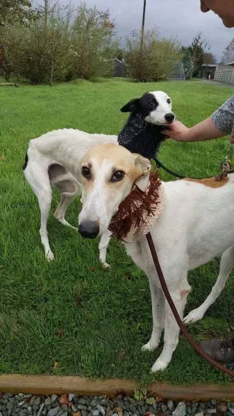 received 1540704329354498