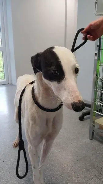 received 1540705436021054