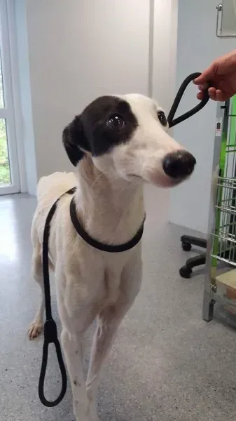 received 1540705456021052