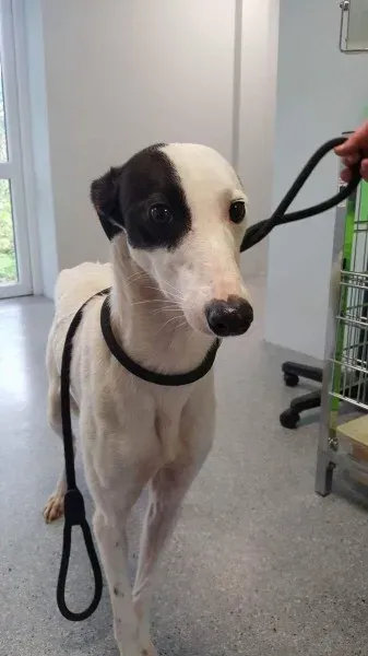 received 1540705469354384