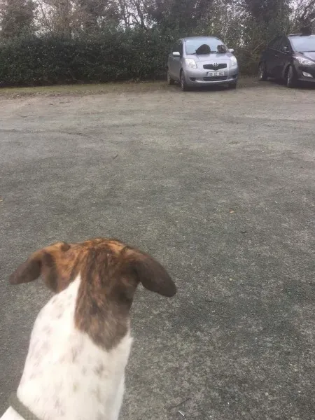 received 1550040488420882