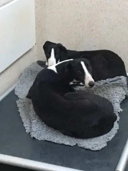 received 1701278059963790