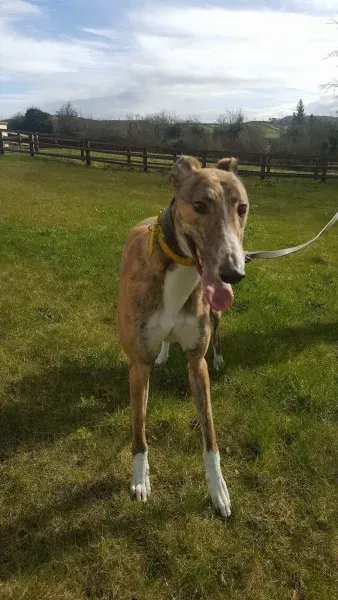 received 1712716772153252