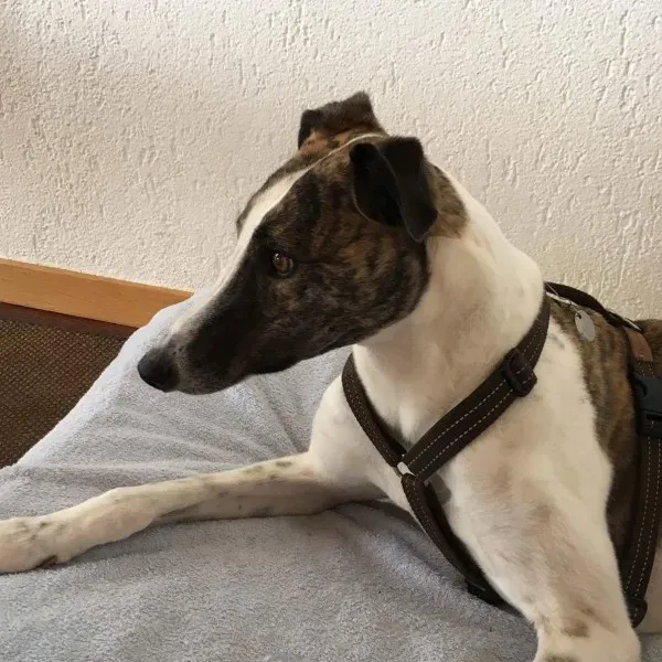 received 792378667584066