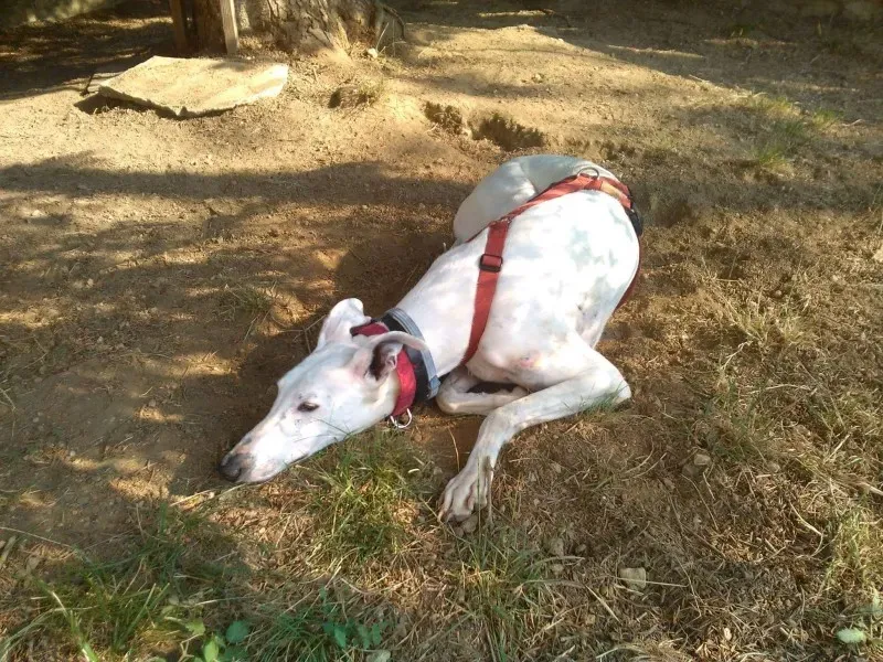 received 827683307386935