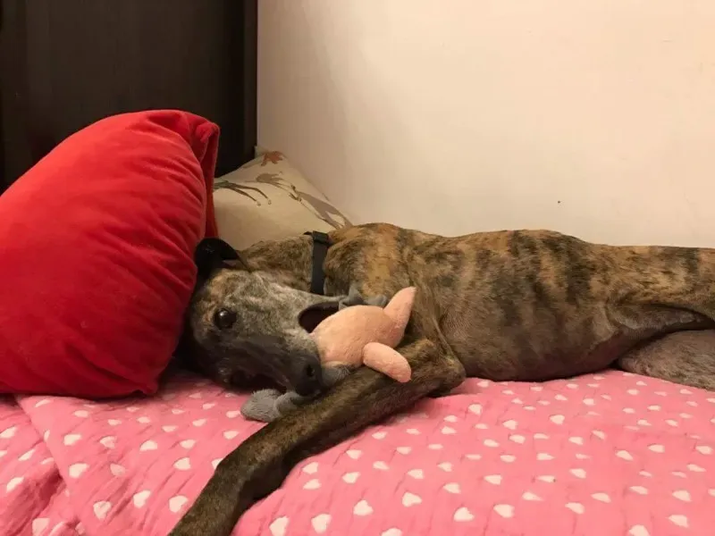 received 835254263296506