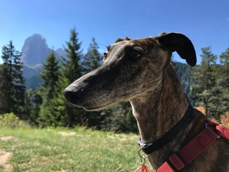 received 849677278520871