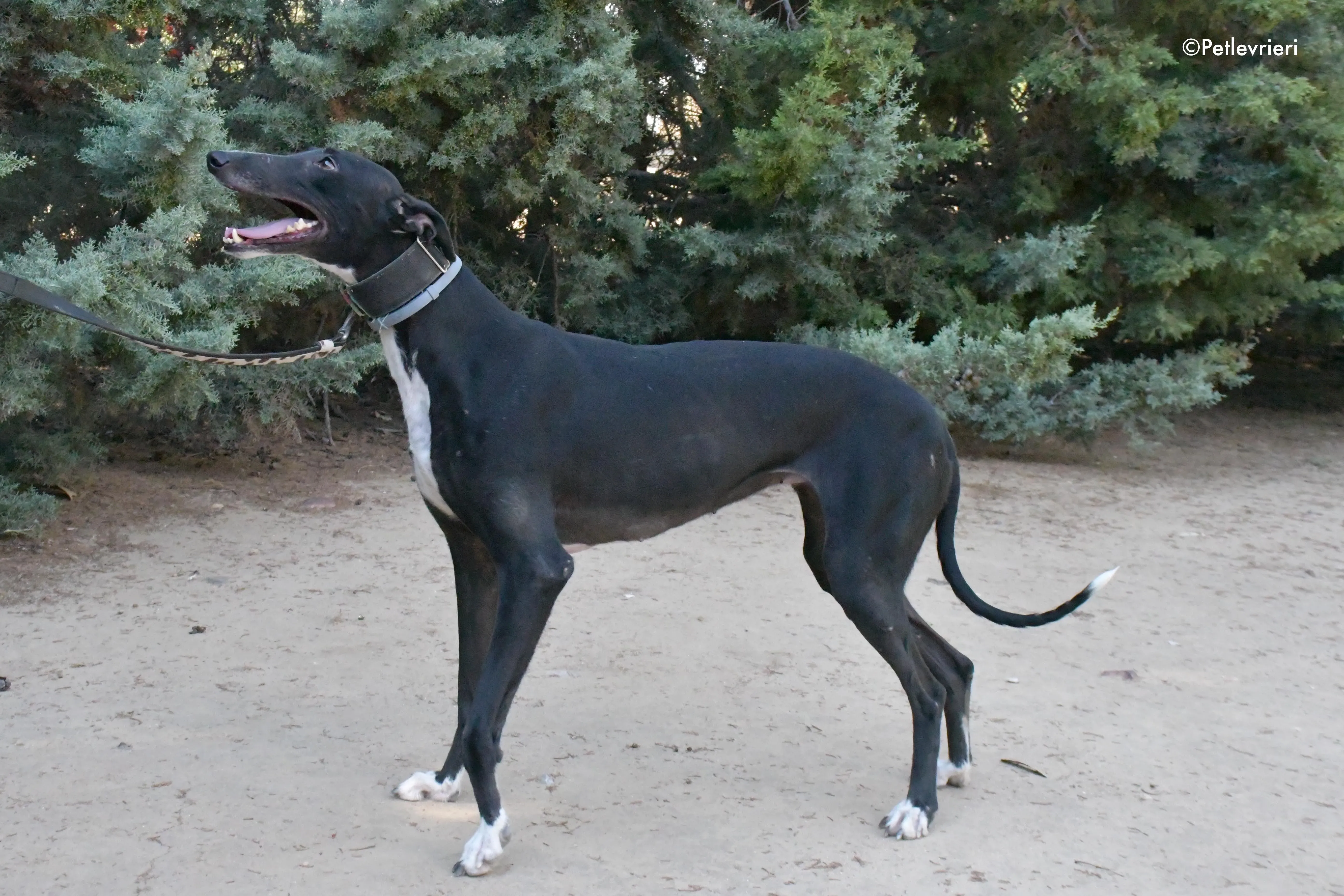 reina adozione levrieri galgo 1