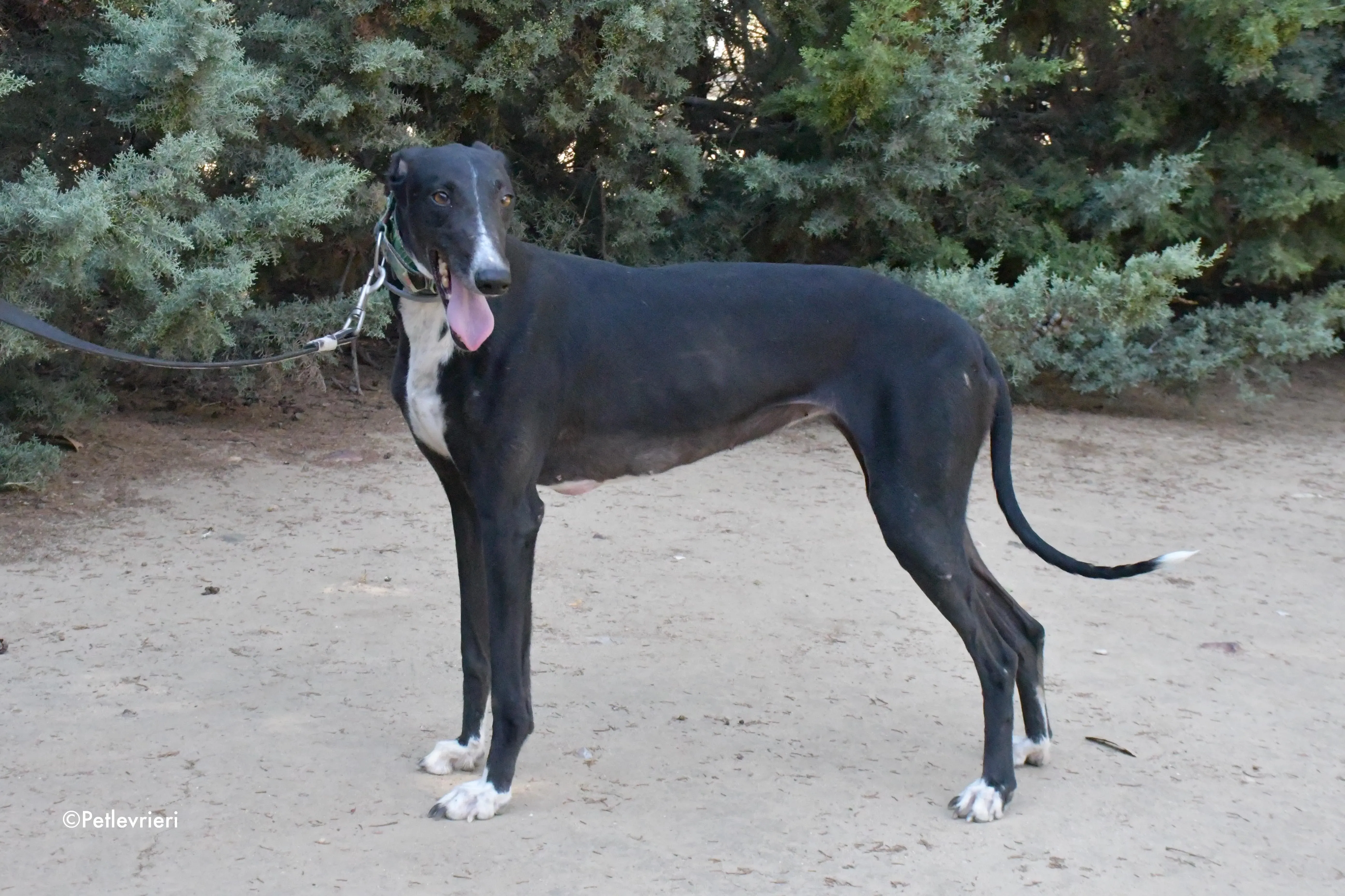 reina adozione levrieri galgo 2