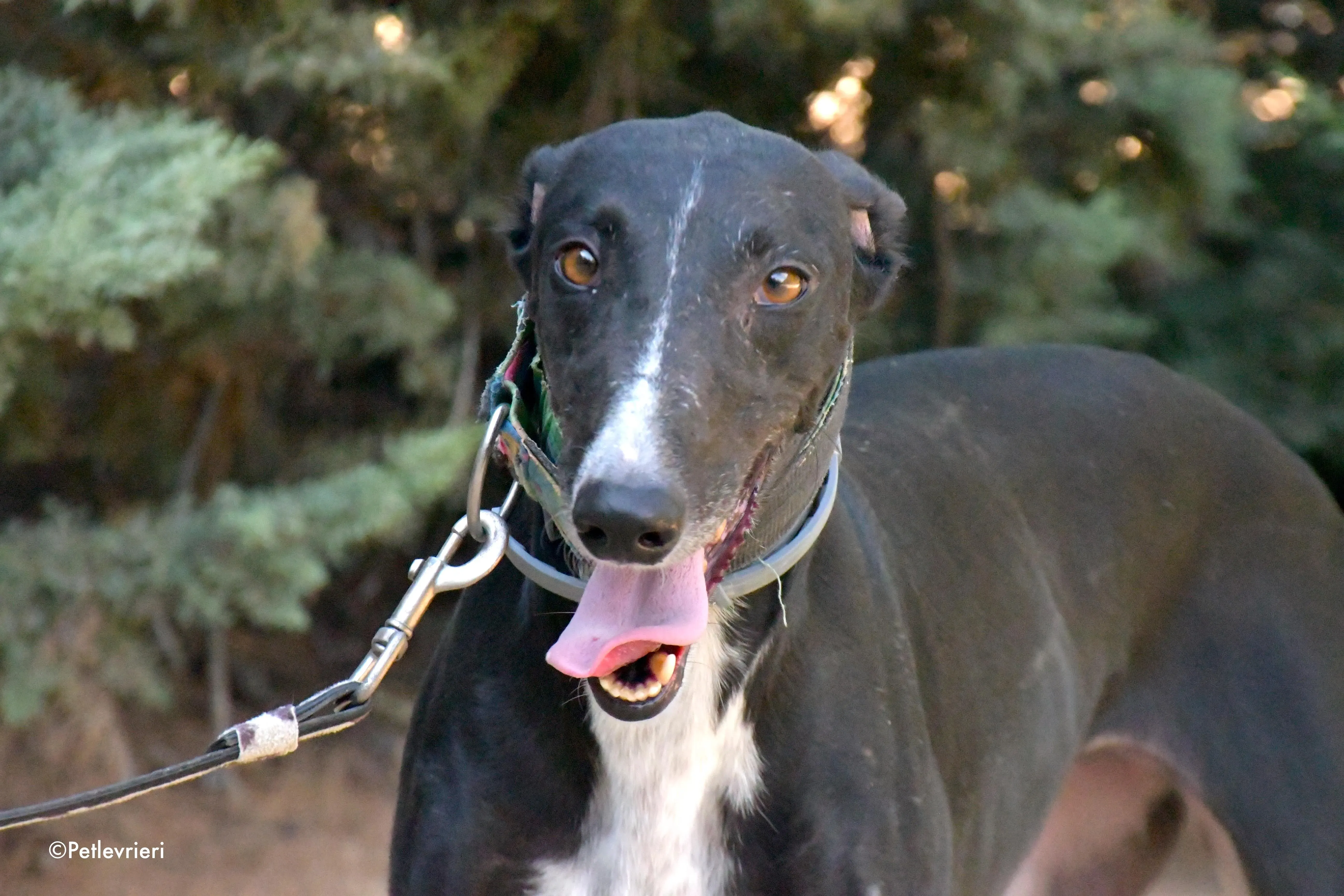 reina adozione levrieri galgo 3