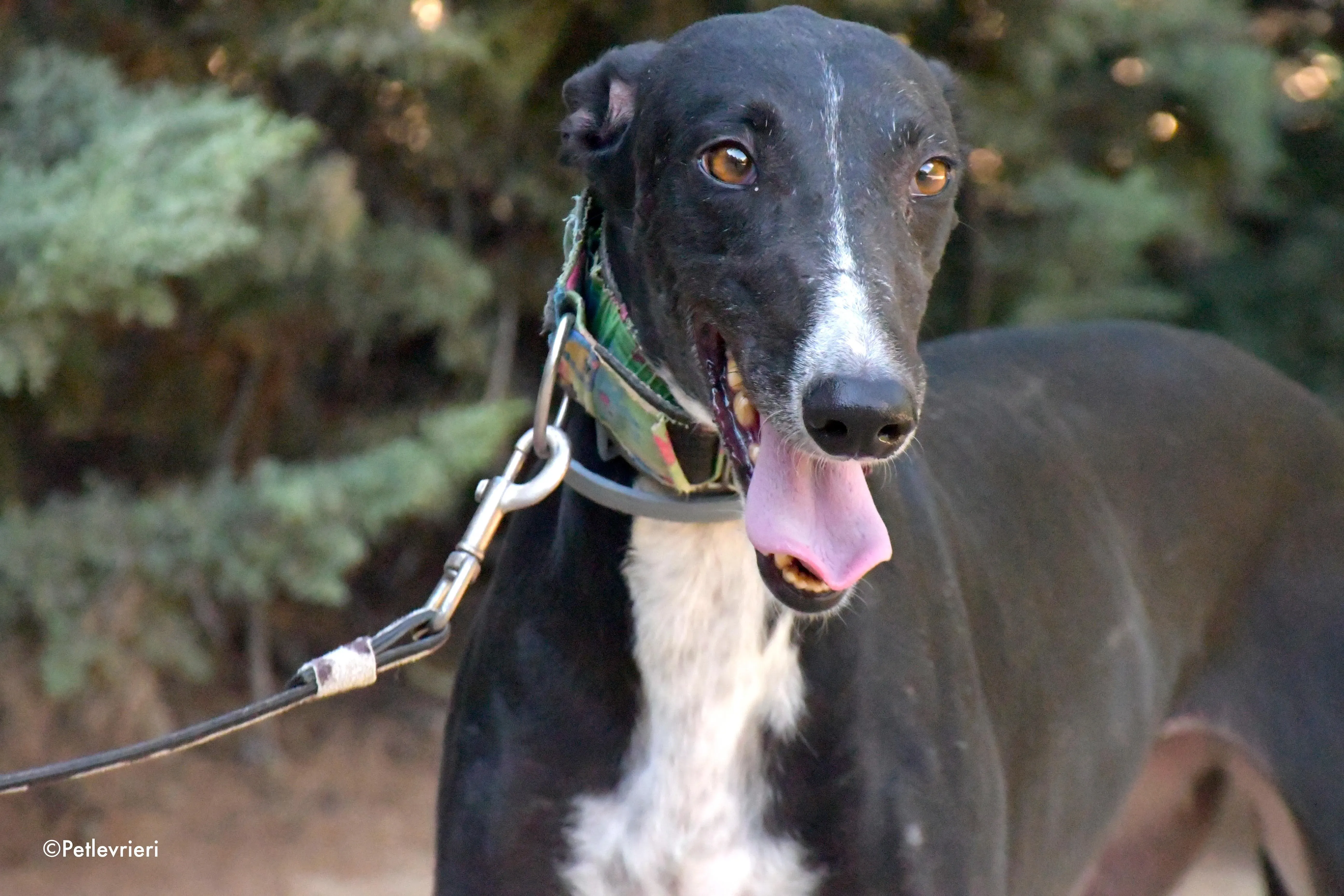 reina adozione levrieri galgo 4