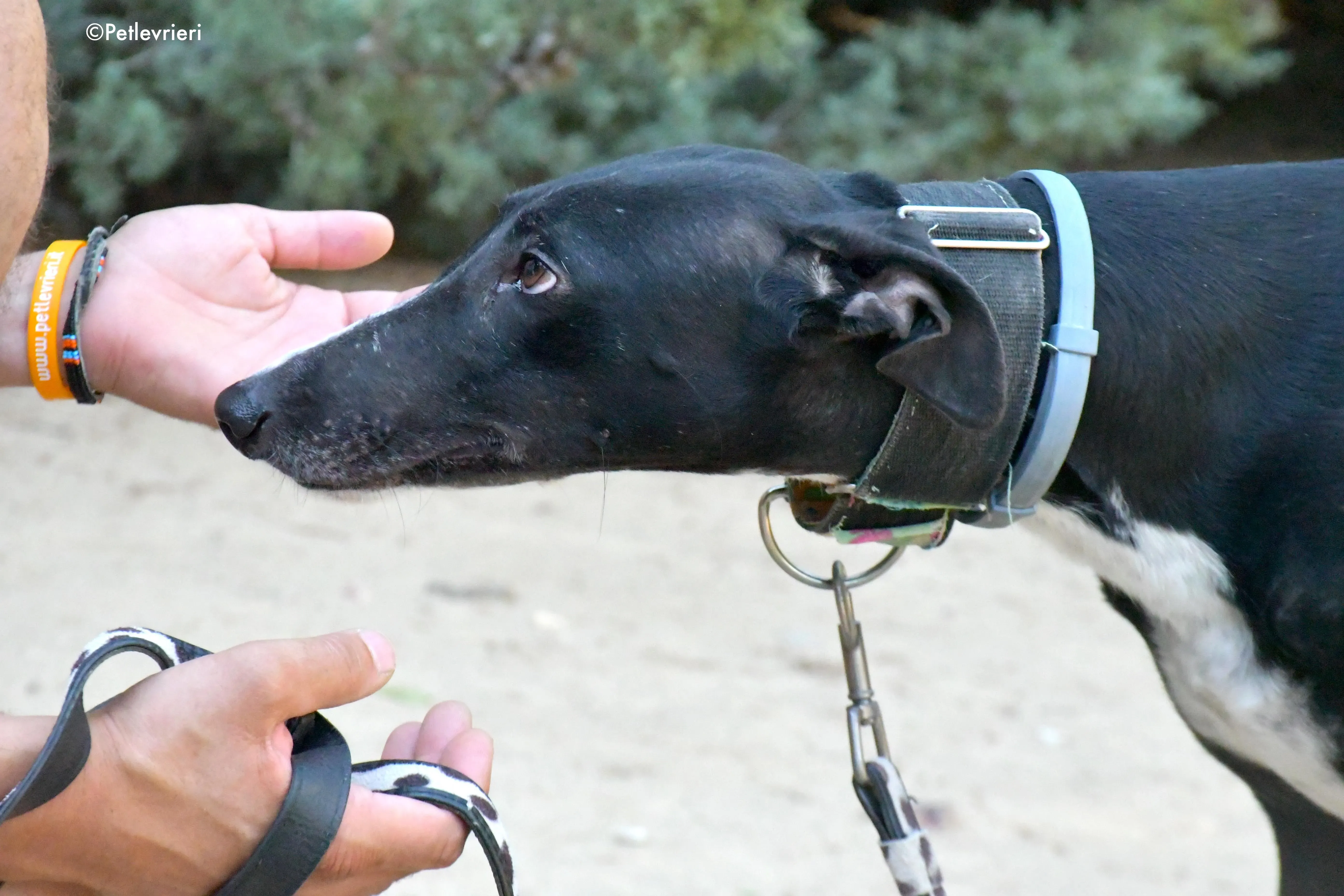 reina adozione levrieri galgo 5