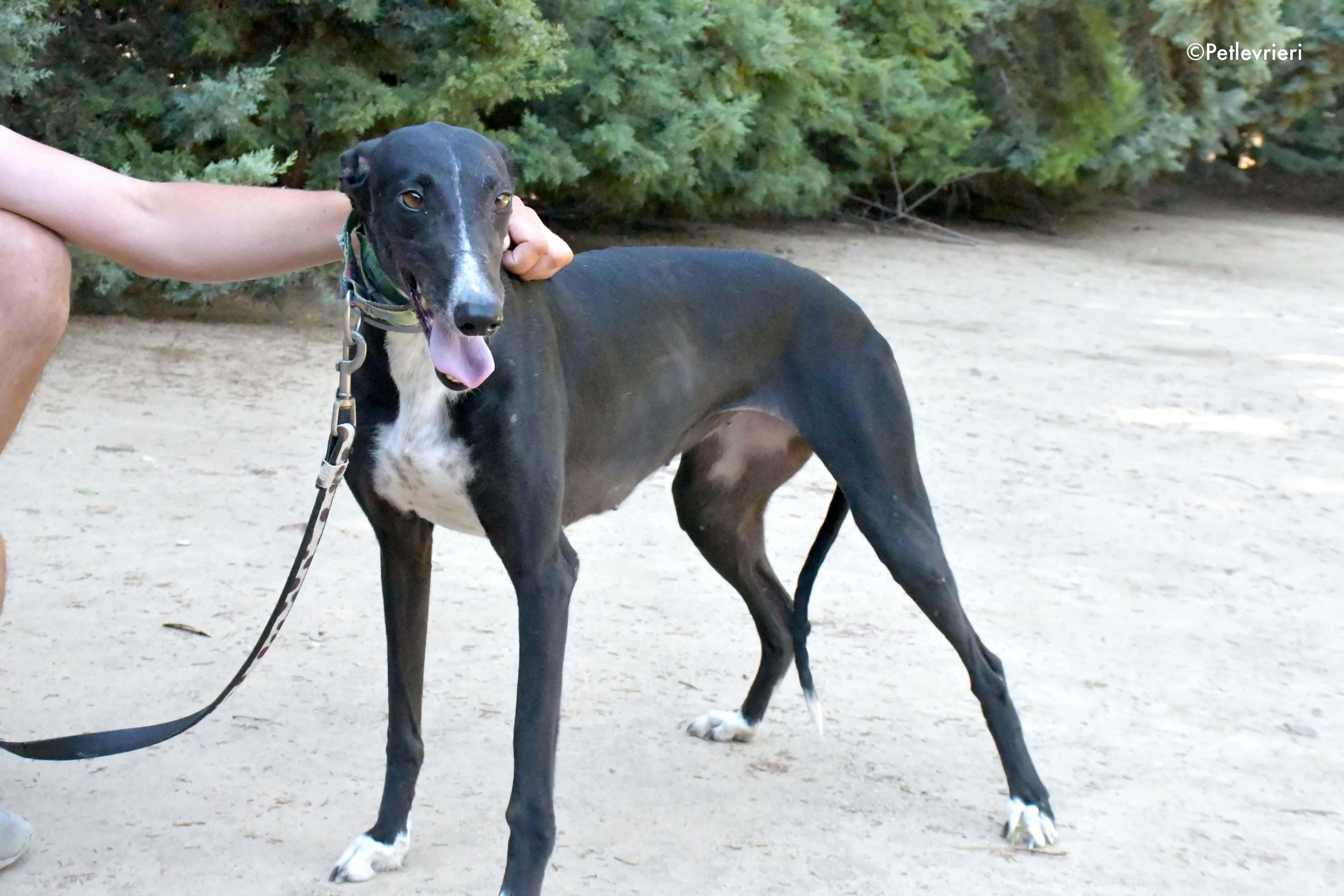 reina adozione levrieri galgo 6