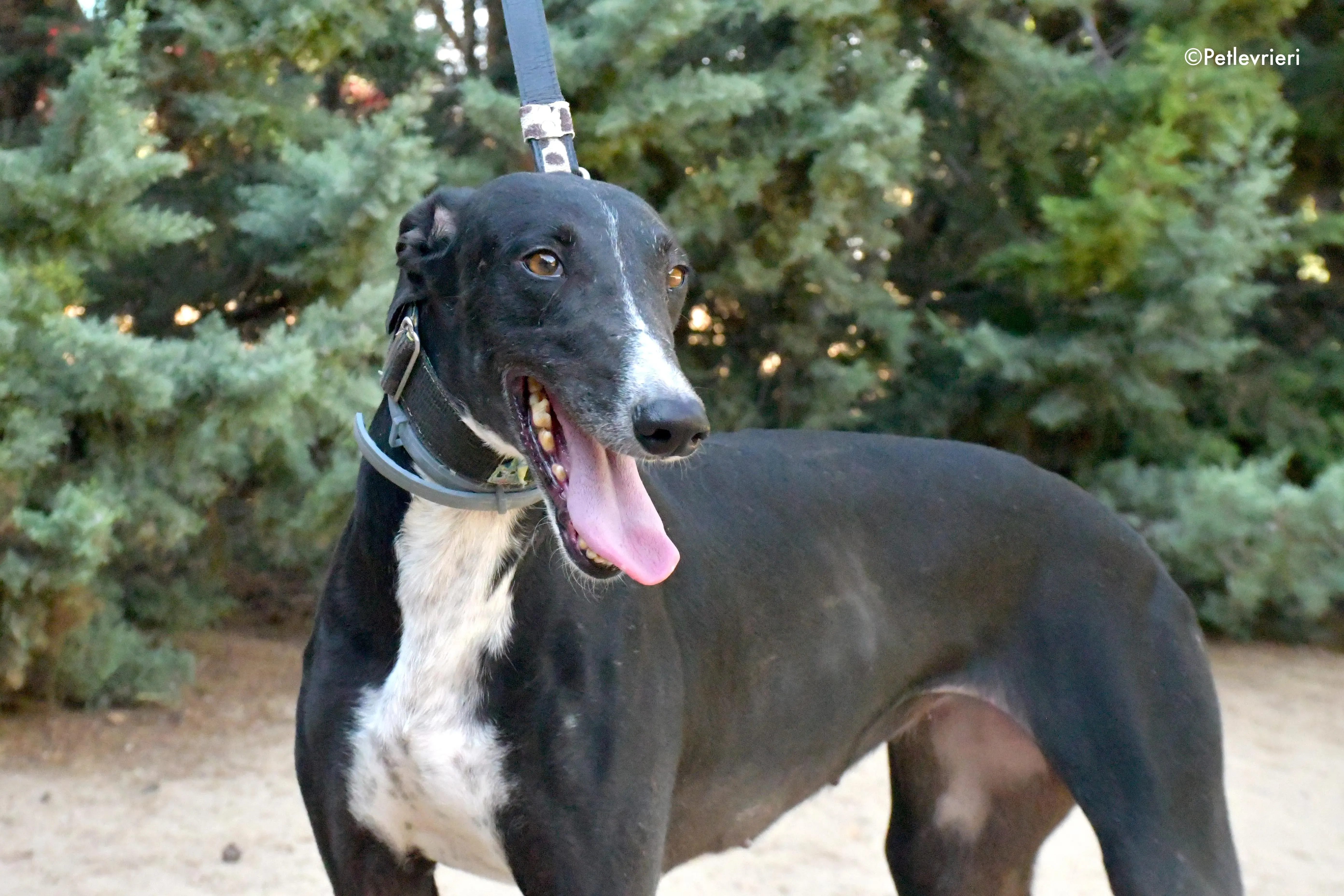 reina adozione levrieri galgo 7