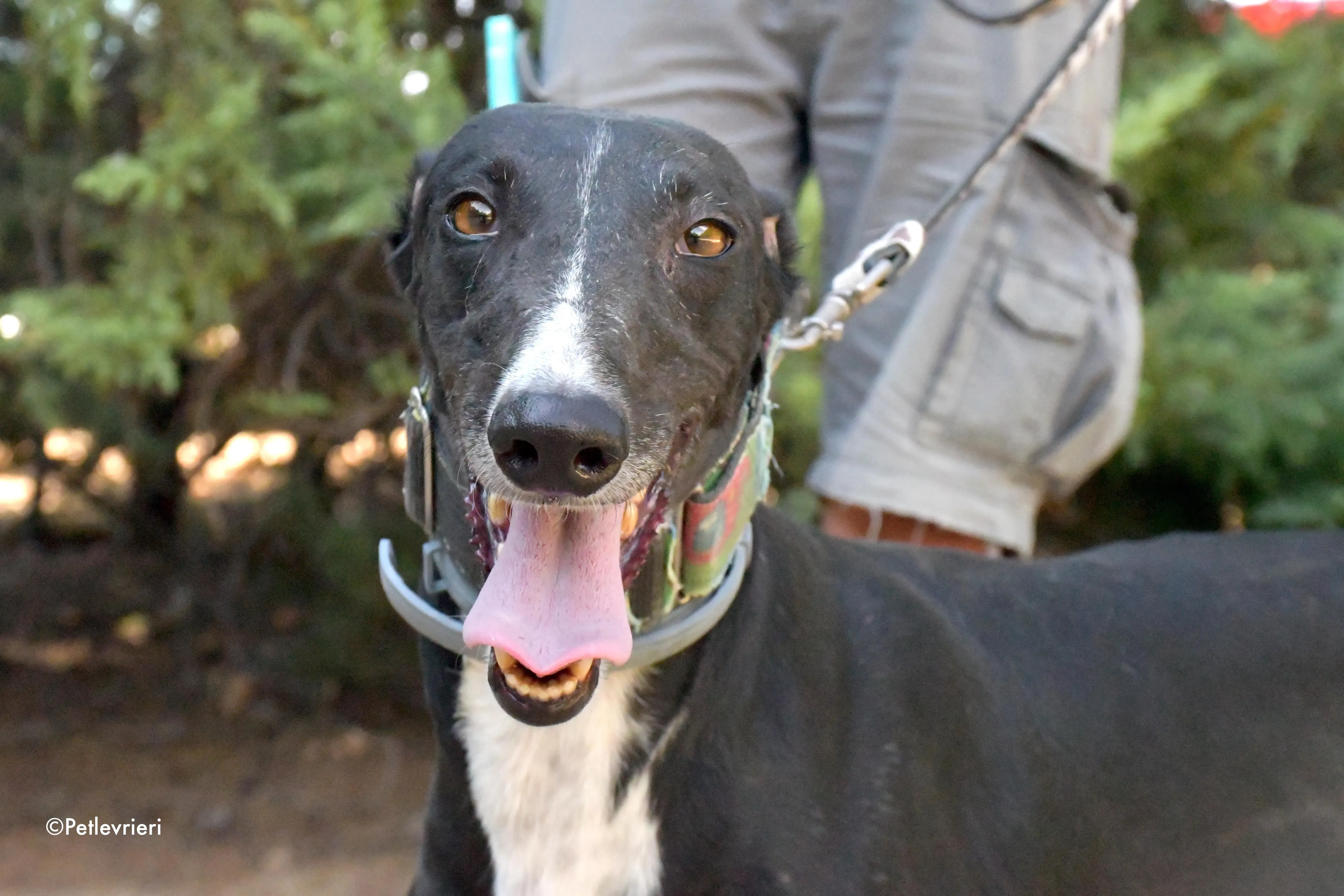 reina adozione levrieri galgo 8