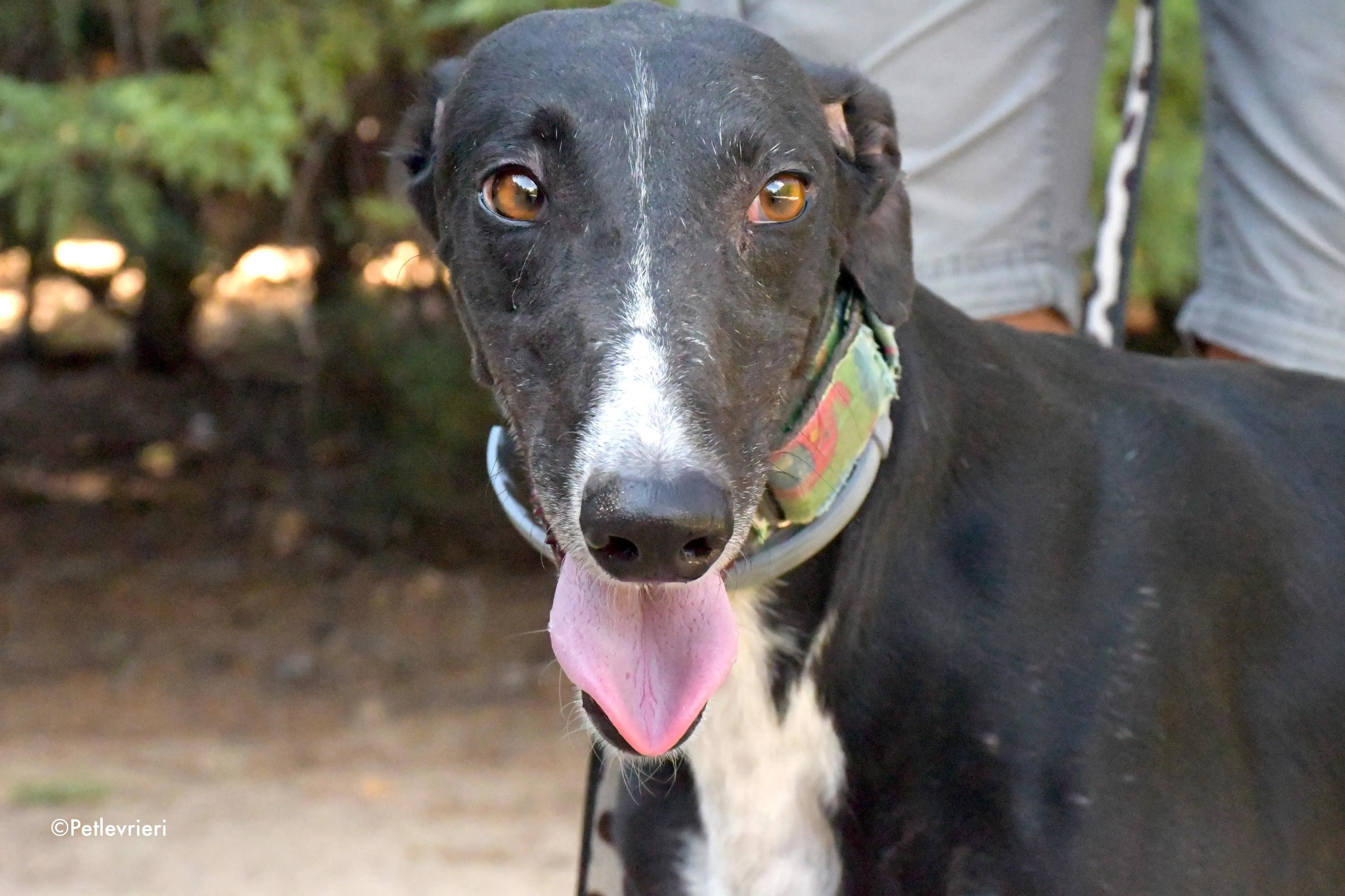 reina adozione levrieri galgo 9