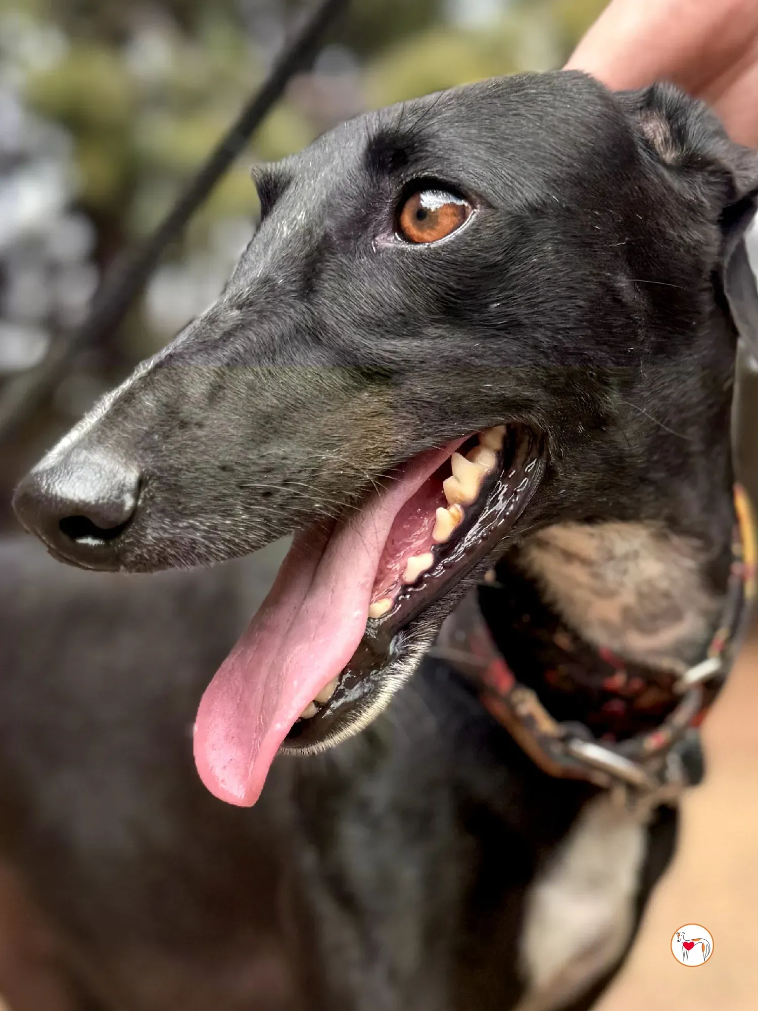 reina galgo adozione 1