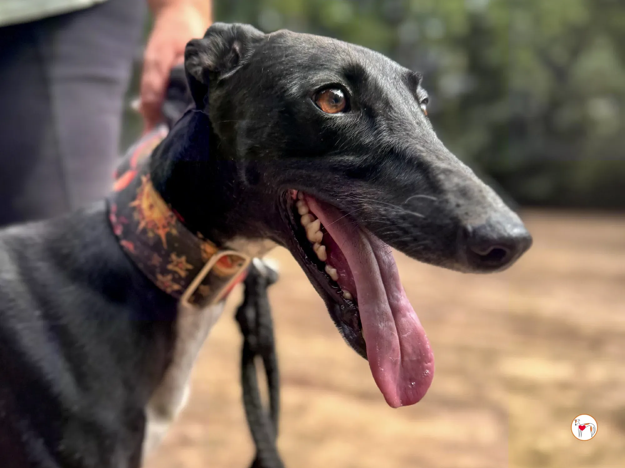 reina galgo adozione 2