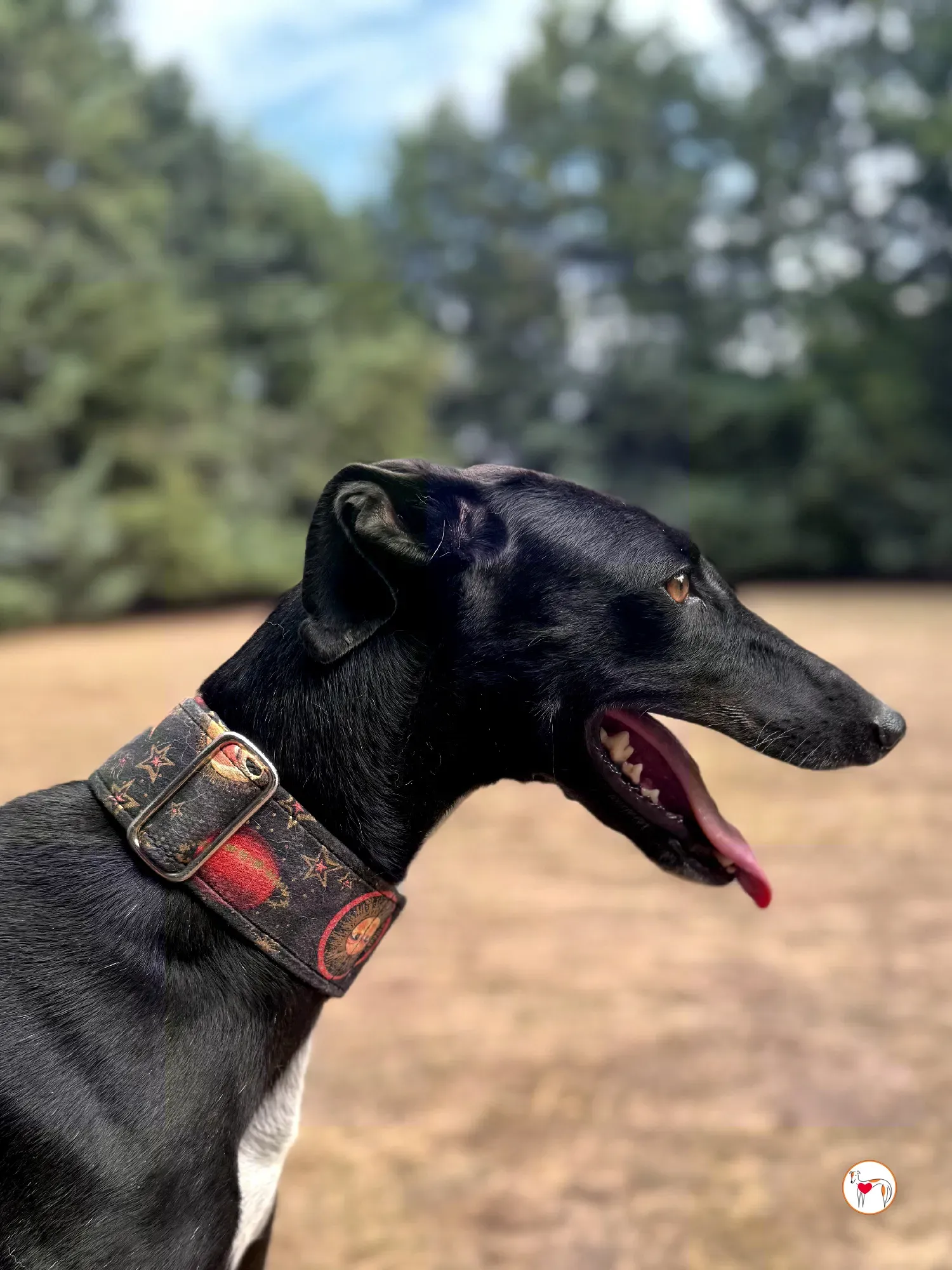 reina galgo adozione 4