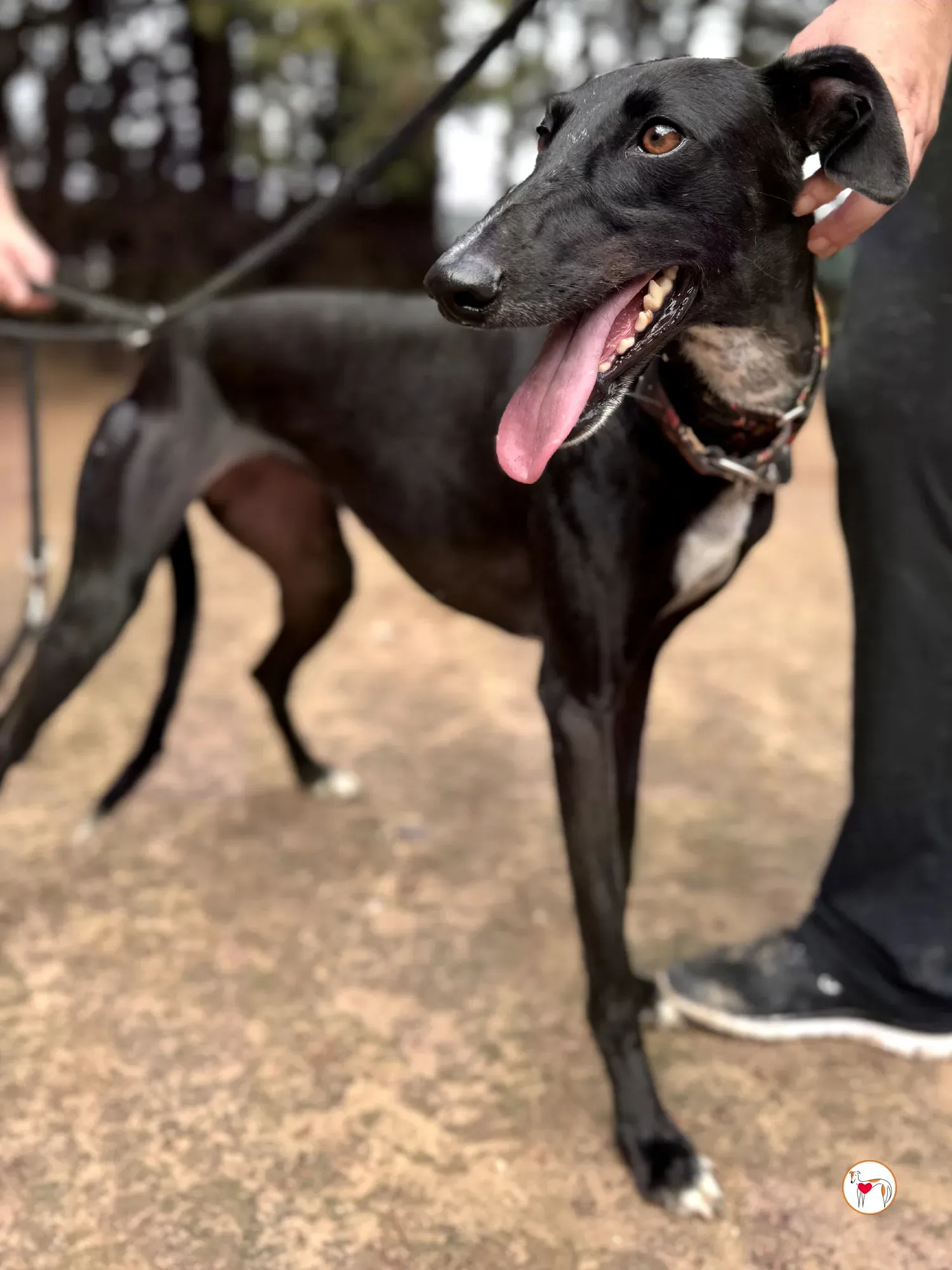 reina galgo adozione 5