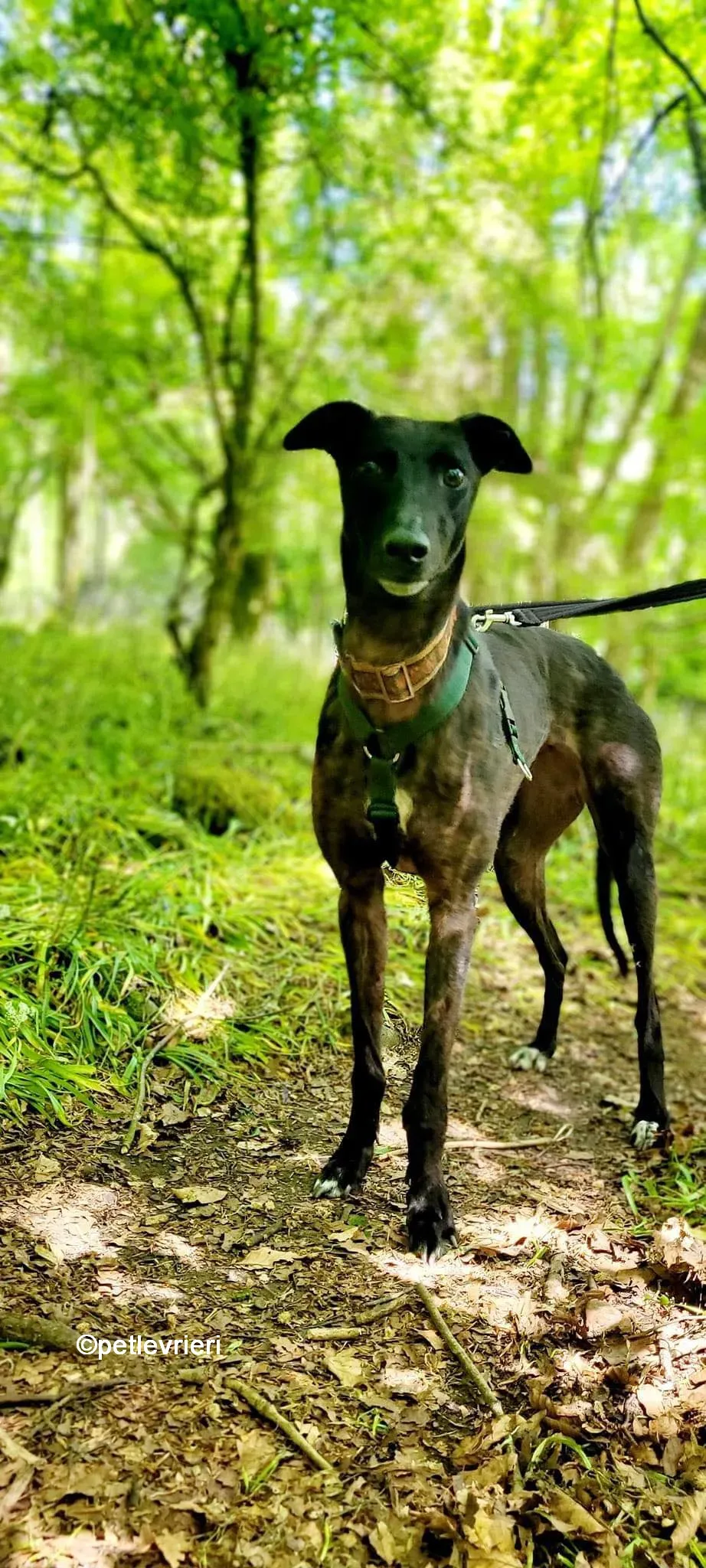 resin greyhound adozione pet levrieri 01