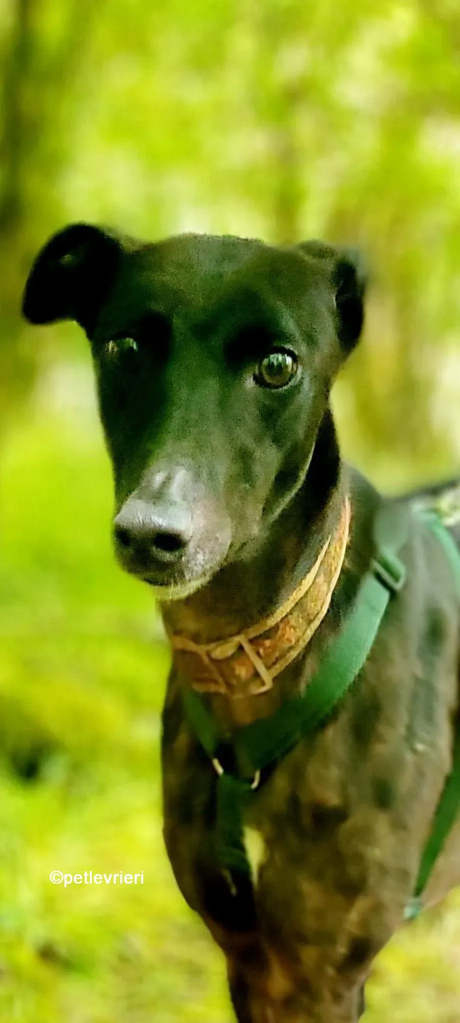 resin greyhound adozione pet levrieri 02