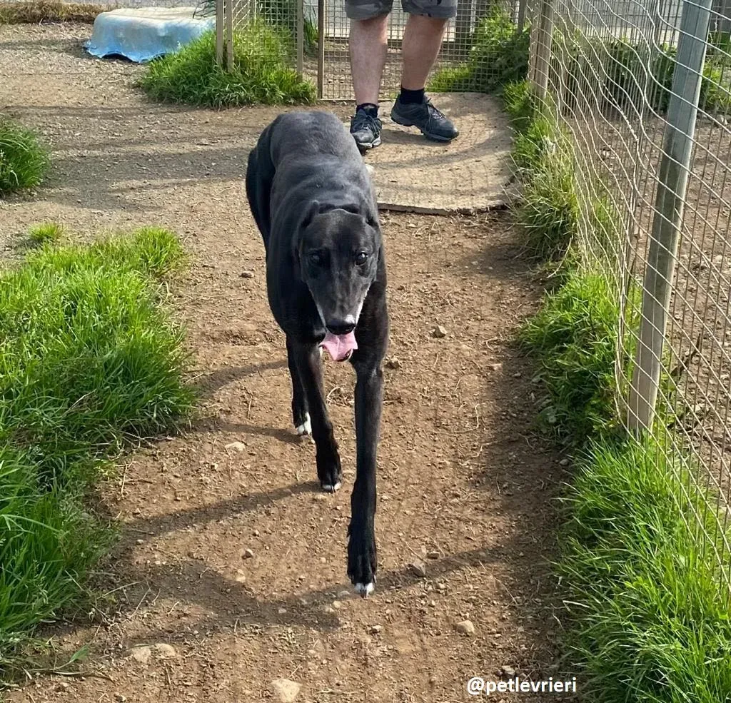 reuben adozione greyhound 1