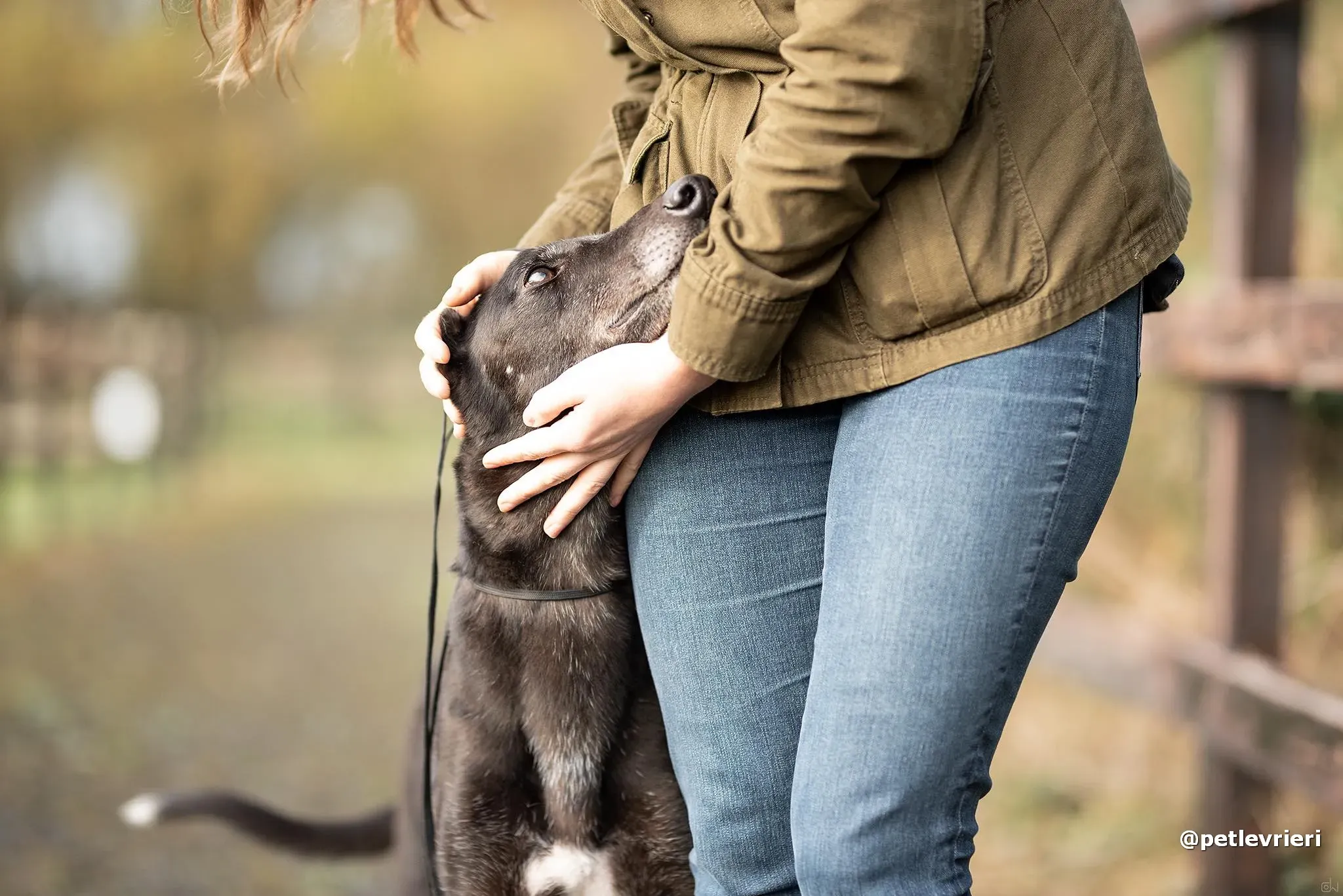 reuben adozione greyhound pet levrieri 01 1